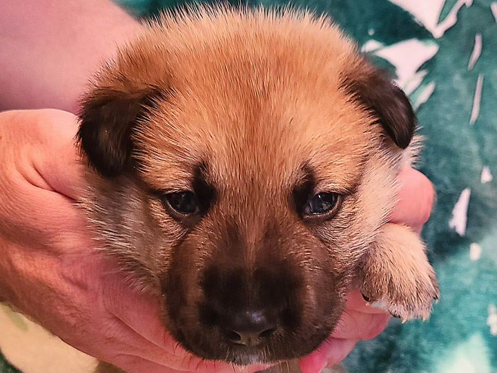 chinook puppy